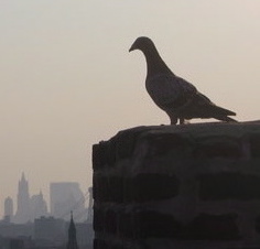 Home Page Image